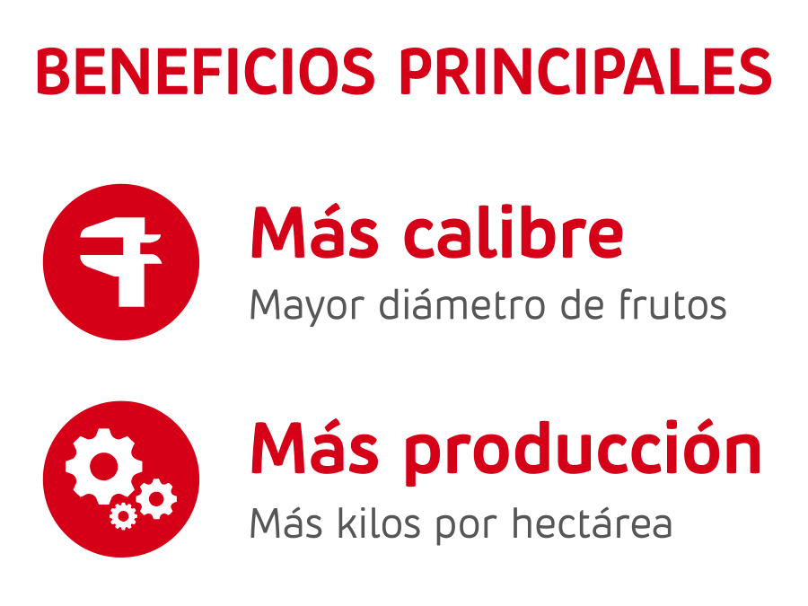 beneficios principales stone gross cerezos